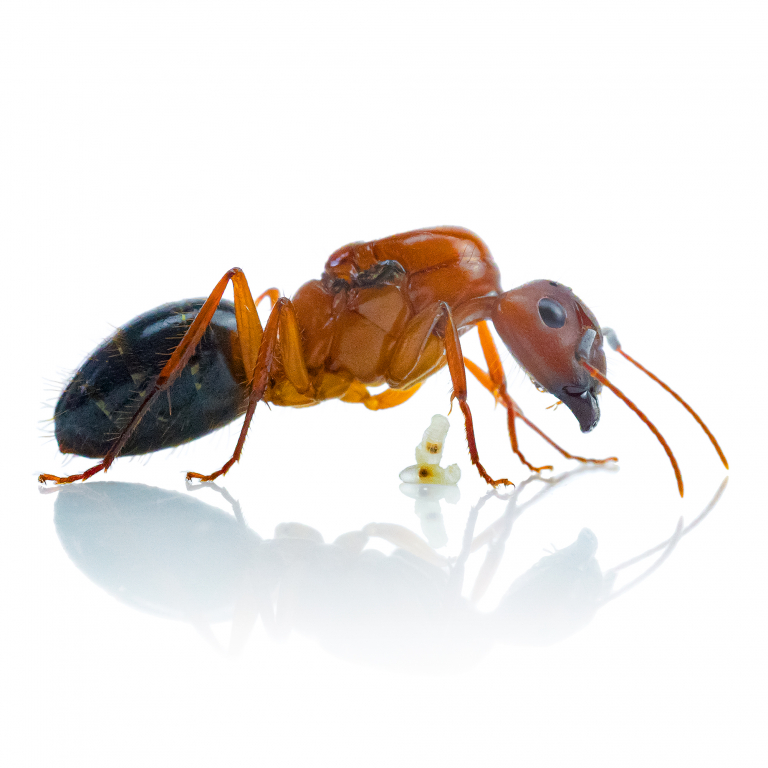 Camponotus floridanus